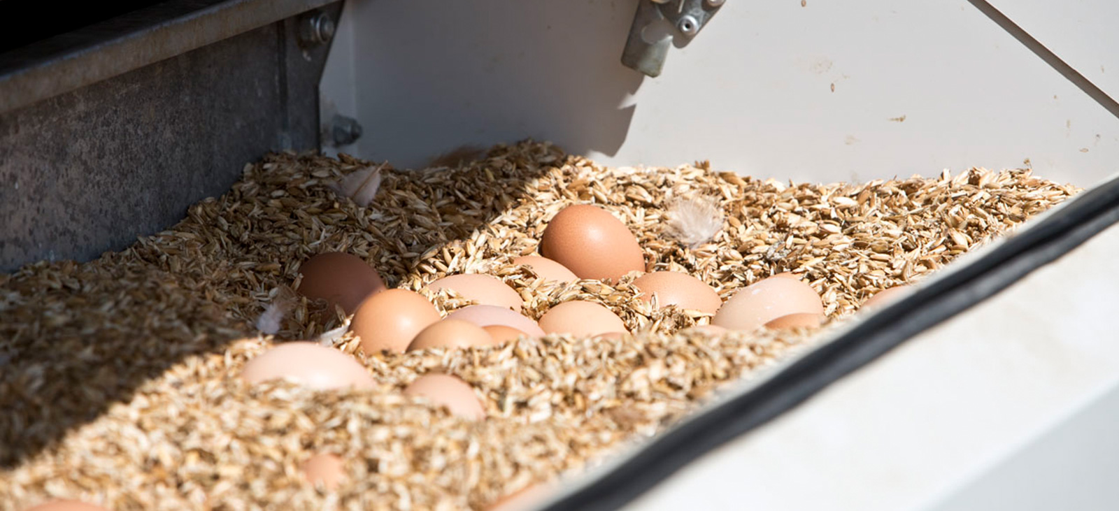 Bio Eier von glücklichen Hühnern